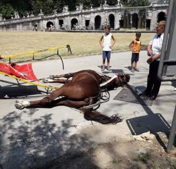 Reggia di Caserta, cavallo morto per fatica e caldo