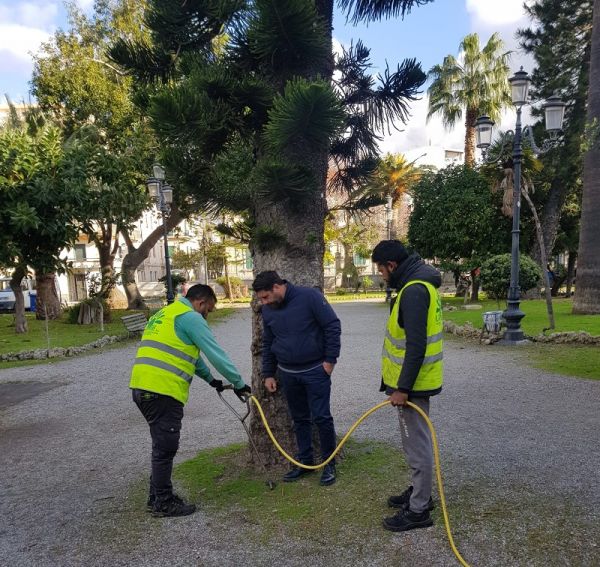 Comune di Reggio Calabria, interventi per il “Ficus macrophylla Desf. ex Pers.”