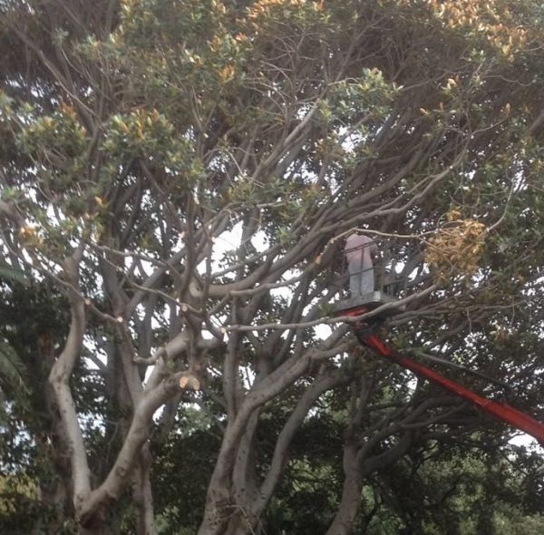 Comune di Reggio Calabria, operazione ficus concluso sul Corso Matteotti