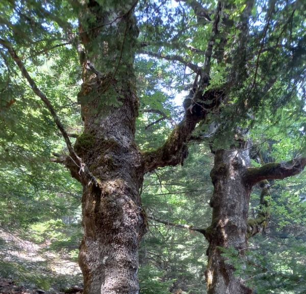 Parco d'Aspromonte, salva la Faggeta Vetusta