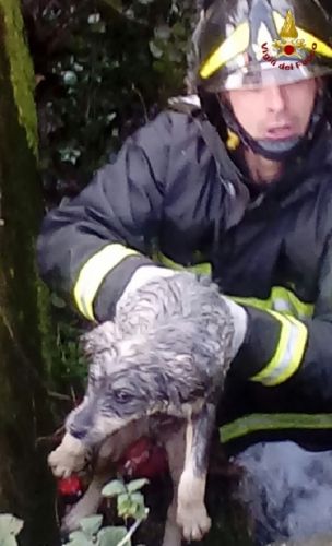 Vigili del Fuoco Catanzaro, recuperati 2 cuccioli