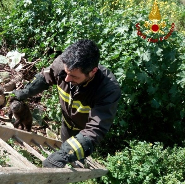 Vigili del Fuoco Catanzaro, salvataggio cuccioli di cane