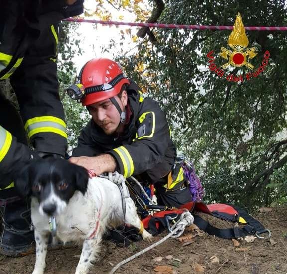 Vigili del Fuoco di Catanzaro, recuperato cucciolo Bretone
