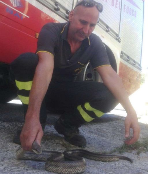 Vigili del Fuoco di Cosenza, recupero rettile