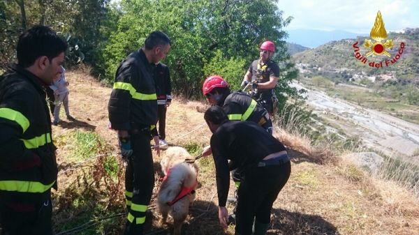 Vigili del Fuoco di Reggio Calabria, recuperato cane in dirupo