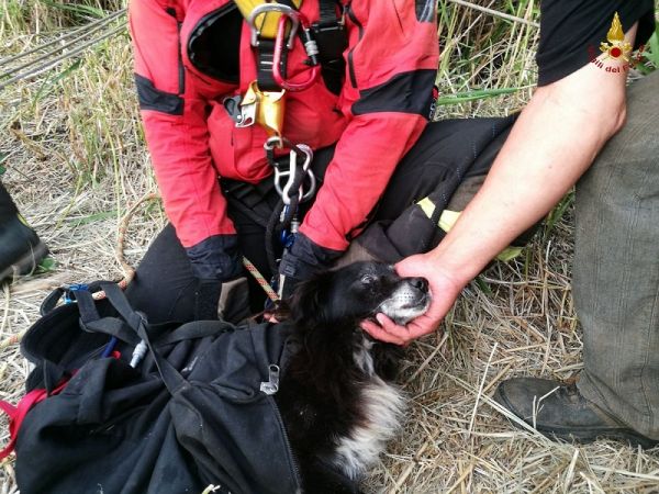 Vigili del Fuoco di Reggio Calabria, recuperato cane