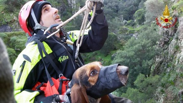 Vigili del Fuoco di Reggio Calabria, salvato un cane da caccia