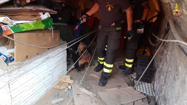 Vigili del Fuoco Reggio Calabria, salvataggio cane