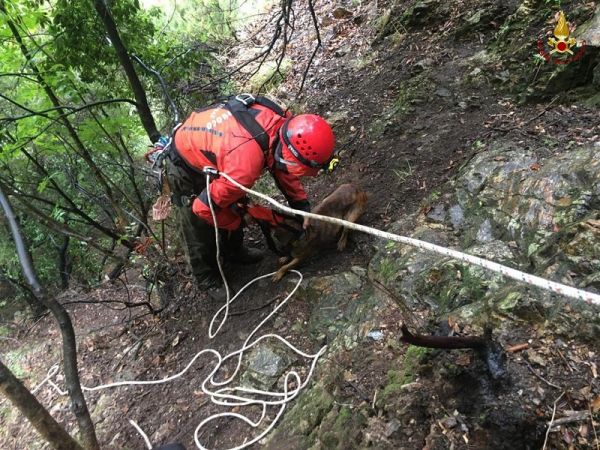 Vigili del Fuoco Reggio Calabria, salvato cane disperso